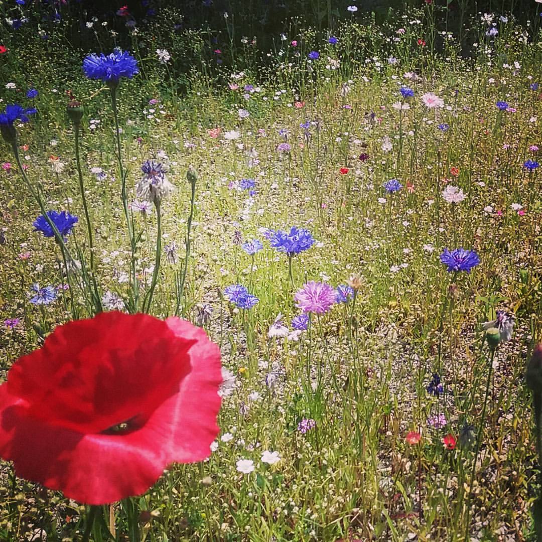 Red-Poppy