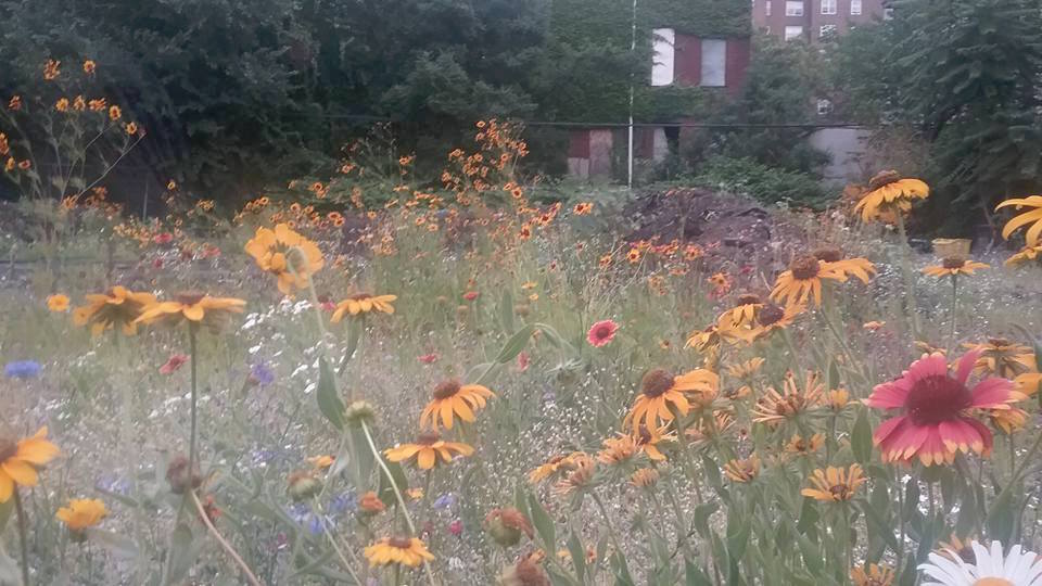 blackeyedsusans